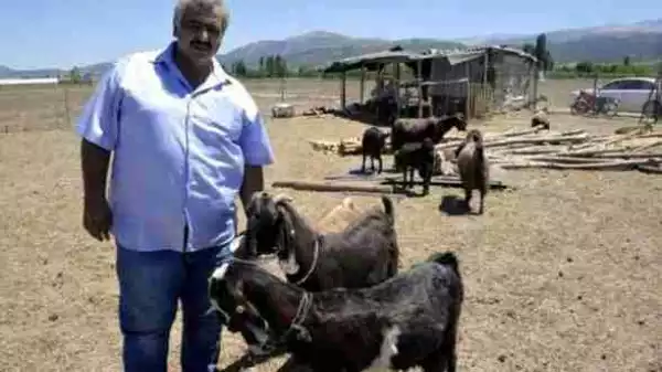 Turkish Football Team Sells 18 Players To Buy 10 Goats (Photo)